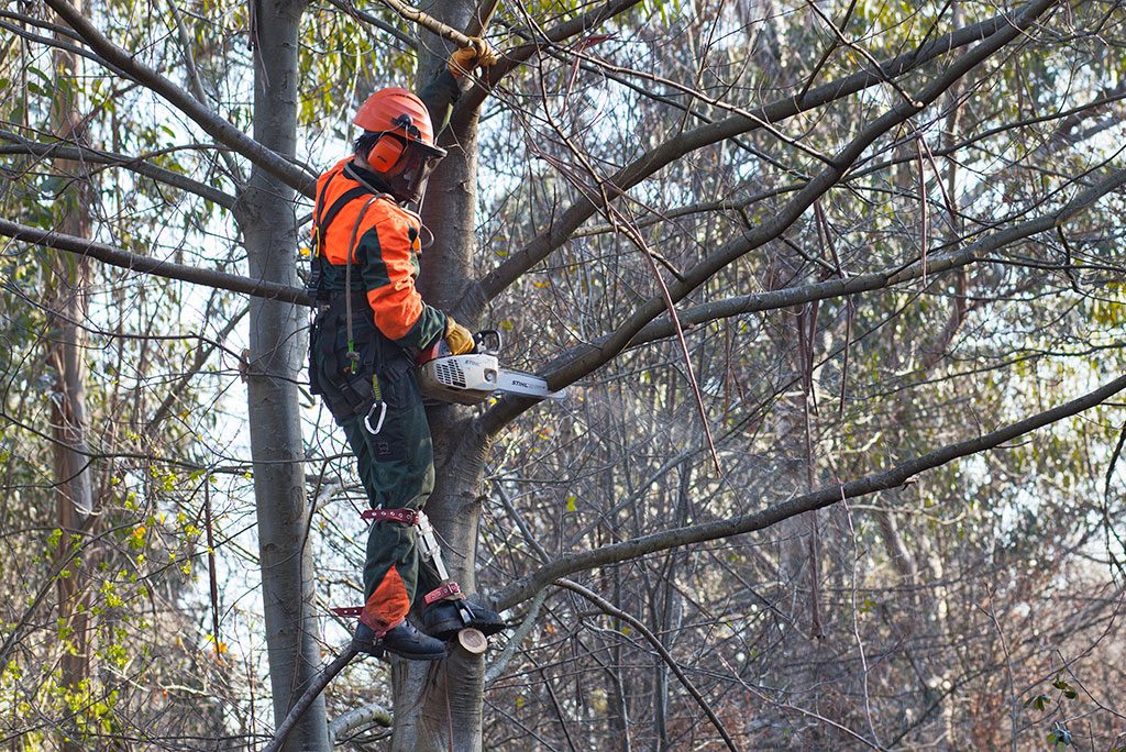En Ecoespacio somos expertos en tala de altura. Contamos con medios y profesionales especialistas en el tratamiento y manejo de grandes árboles.